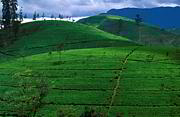 Krajina čajových plantáží