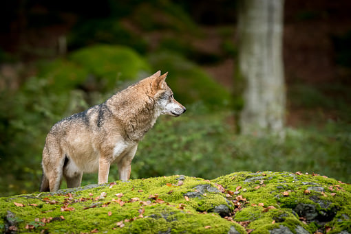 D810: vlk obecný