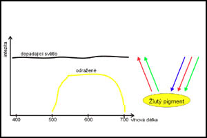 Selektivní absorpce na žlutém pigmentu