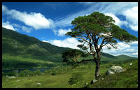 Borovice v Glen Affric