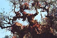 Strom obrostlý broméliemi