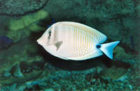 Grenaa - akvárium