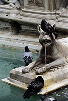 fontána Radosti, Siena