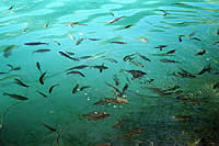 Ryby v Plitvických jezerech