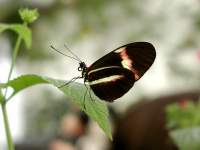 Motýl černý