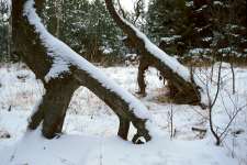 Dřevění Brontosauři