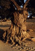 Agrigento