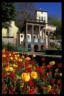 Portmeirion - tulipány