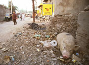 Odpadky, zápach, špína, chudoba - obyvklý obrázek menších měst.