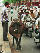 Kráva je posvátné zvíře. Řidiči se jí umně vyhýbají.
