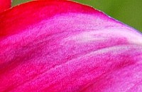 Detail - čmelák na květu (pravý horní roh)