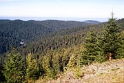 Redwoods NP