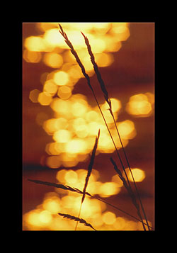 Bokeh - Canon EF 70-300/3,5-5,6