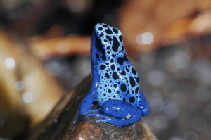 Dendrobates Azureus