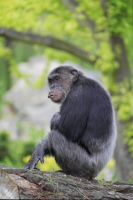  Šimpanz učenlivý