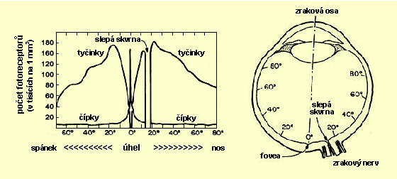 Hustota fotoreceptorů v různých oblastech retiny