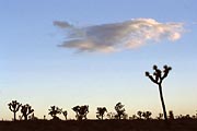 Joshua Tree