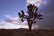 Joshua Tree