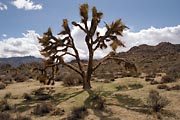 Joshua Tree