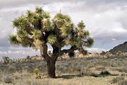 Joshua Tree