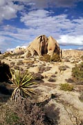 Joshua Tree