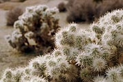 Kaktus cholla