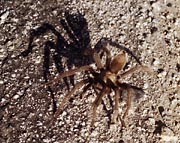 Tarantule