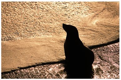 Cape Cross