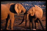 Etosha