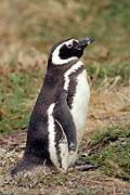 Punta Arenas - tučňák