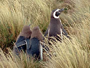 Punta Arenas - tučňáci