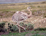 Punta Arenas - nandú