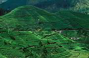 Krajina čajových plantáží