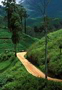 Cesta k čajovým plantážím.