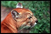 Puma concolor