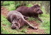 Tapirus terestris