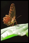 Motýl rodu Doxocopa