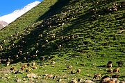Ovce v dolině Irik