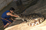 Krokodýlí show, Samphran elephant ground & zoo