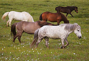 Islandští koně.