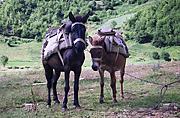 Vše se v Albánii vozí na koních, ponících a oslech