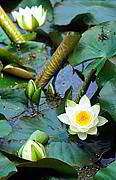Powerscourt Gardens