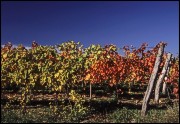 Vinica v jesenných farbách