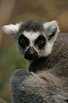 Lemur