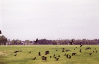 Wanstead Flats