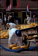 Překládka sýru z troků na káru