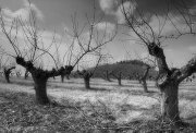 Oldrich 2