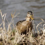 Ruda Stolař - V přirozeném prostředí I