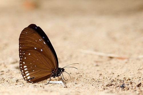 Babočka Euploea mulciber