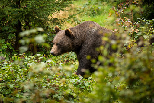 D810: medvěd hnědý